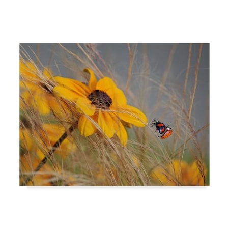 Anna Cseresnjes 'Colors Of Summer Yellow' Canvas Art,24x32